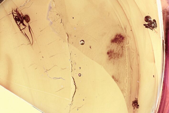 Three Detailed Fossil Spiders (Araneae) in Baltic Amber #325482